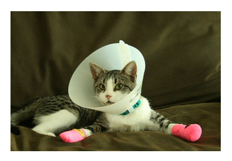 Cat in Bandages: Pet First Aid Certificate Course for Cats and Dogs in Toronto, Ontario, Canada.  Learn First Aid for Pets as a Pet Owner or Pet Care Professional